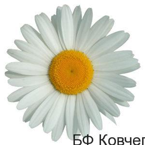 Подробнее о статье Приглашаем принять участие в благотворительном празднике «Белый цветок»