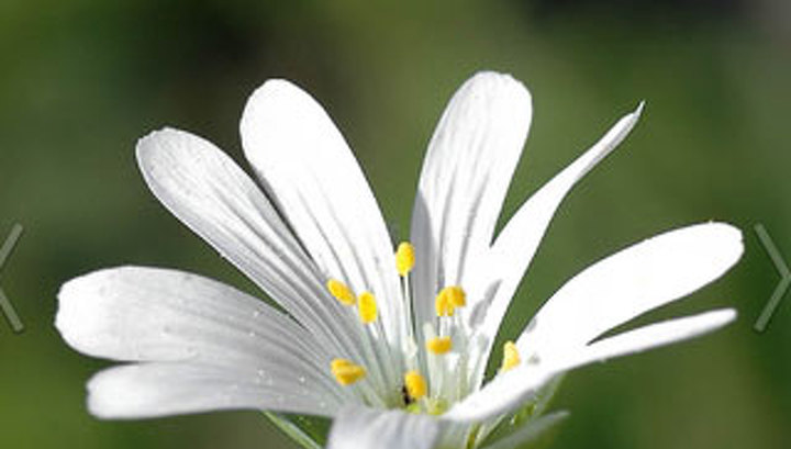 Вы сейчас просматриваете Начался первый этап епархиального благотворительного праздника «Белый цветок». Приглашаем к участию