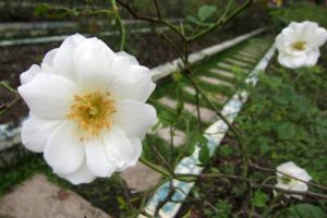 Подробнее о статье Первый выездной мастер-класс «Белого цветка»: благотворительного праздника, интересного каждому
