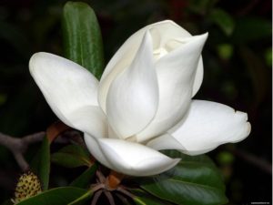 Подробнее о статье Завершился благотворительный праздник «Белый цветок»