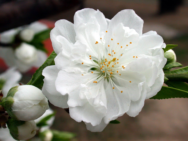 Вы сейчас просматриваете Качканар присоединился к празднику «Белый цветок»